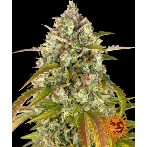 BARNEY'S FARM - PINEAPPLE EXPRESS AUTO FEM