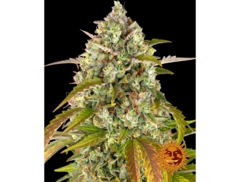 BARNEY'S FARM - PINEAPPLE EXPRESS AUTO FEM