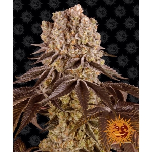 BARNEY'S FARM - PURPLE PUNCH FEM