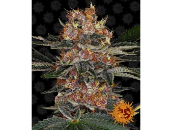 BARNEY'S FARM - PURPLE PUNCH AUTO FEM