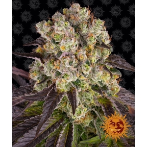 BARNEY'S FARM - PURPLE PUNCH X LEMON DRIZZLE FEM