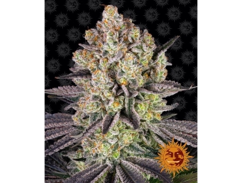 BARNEY'S FARM - RUNTZ FEM