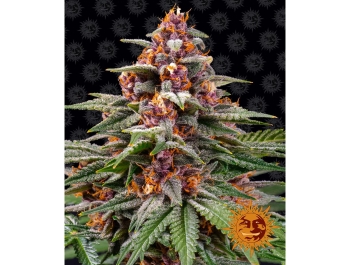 BARNEY'S FARM - RUNTZ AUTO FEM