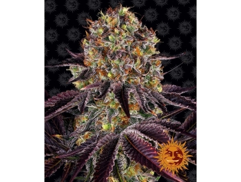 BARNEY'S FARM - RUNTZ x LAYER CAKE FEM