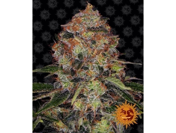 BARNEY'S FARM - SHISKABERRY FEM