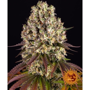 BARNEY'S FARM - SOUR DIESEL FEM