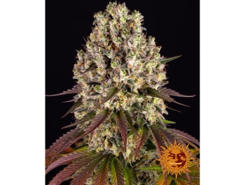 BARNEY'S FARM - SOUR DIESEL FEM