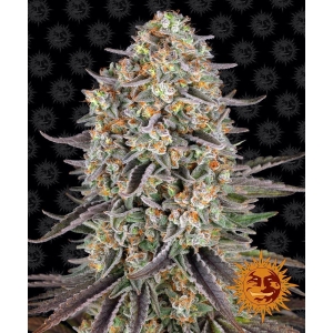 BARNEY'S FARM - SOUR STRAWBERRY FEM