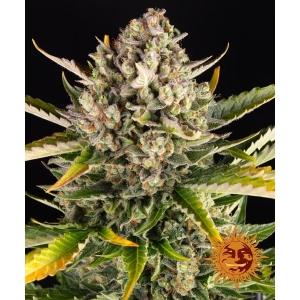 BARNEY'S FARM - STRAWBERRY CHEESECAKE AUTO FEM