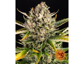 BARNEY'S FARM - STRAWBERRY CHEESECAKE AUTO FEM