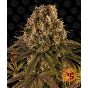 BARNEY'S FARM - STRAWBERRY LEMONADE FEM