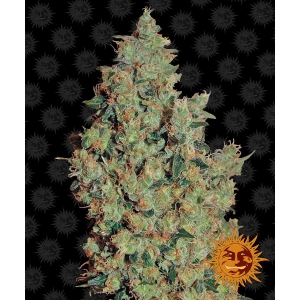 BARNEY'S FARM - TANGERINE DREAM FEM
