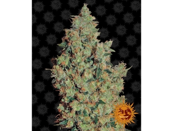 BARNEY'S FARM - TANGERINE DREAM FEM