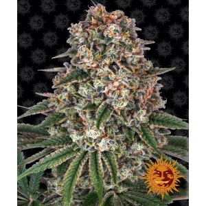 BARNEY'S FARM - TROPICANNA BANANA FEM