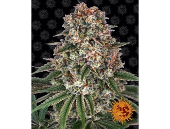 BARNEY'S FARM - TROPICANNA BANANA FEM