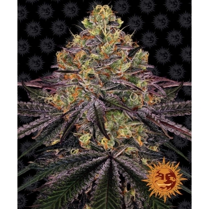 BARNEY'S FARM - SANDIA ZKITTLEZ FEM