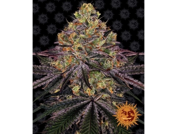 BARNEY'S FARM - SANDIA ZKITTLEZ FEM