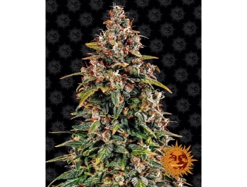 BARNEY'S FARM - SANDIA ZKITTLEZ AUTO