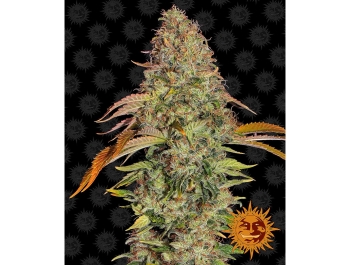 BARNEY'S FARM - ZKITTLEZ OG AUTO FEM