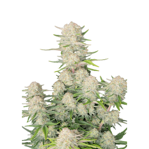 FAST BUDS - APRICOT AUTO FEM