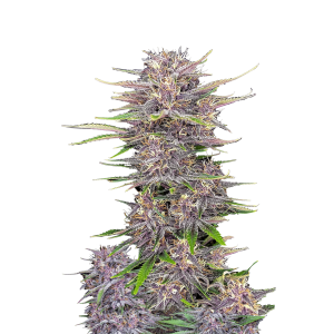 FAST BUDS - BANANA PURPLE PUNCH AUTO FEM