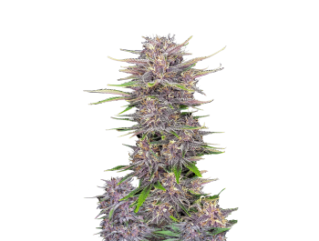 FAST BUDS - BANANA PURPLE PUNCH AUTO FEM