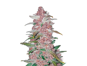 FAST BUDS - BLACKBERRY AUTO