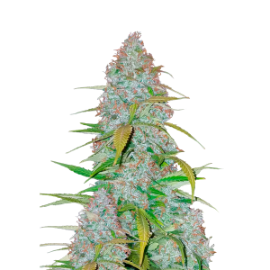 FAST BUDS - CALIFORNIAN SNOW AUTO FEM