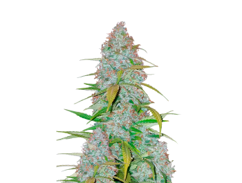 FAST BUDS - CALIFORNIAN SNOW AUTO FEM