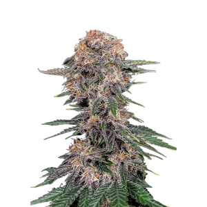 FAST BUDS - CHERRY COLA AUTO FEM