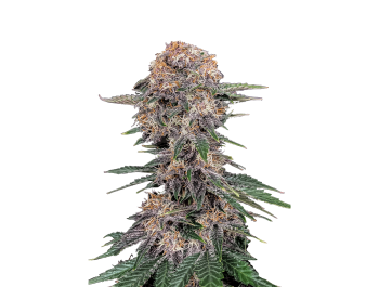 FAST BUDS - CHERRY COLA AUTO FEM