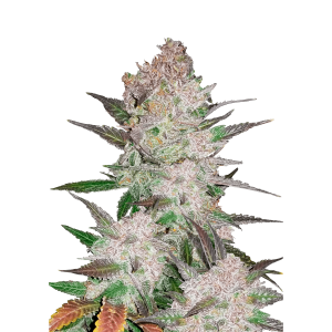 FAST BUDS - CREAM COOKIES AUTO FEM | Disponibile fino ad esaurimento scorte