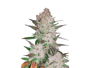 FAST BUDS - CREAM COOKIES AUTO FEM | Disponibile fino ad esaurimento scorte