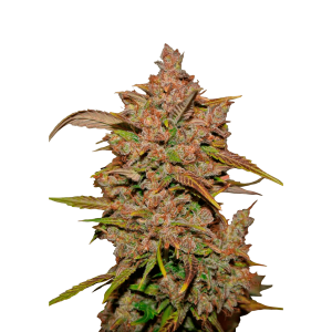 FAST BUDS - CRYSTAL METH AUTO FEM | Disponibile fino ad esaurimento scorte