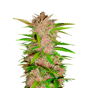 FAST BUDS - FASTBERRY AUTO FEM | Disponibile fino ad esaurimento scorte