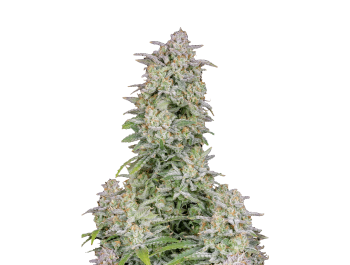 FAST BUDS - FORBIDDEN RUNTZ AUTO FEM