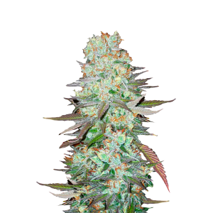 FAST BUDS - G14 AUTO FEM | Disponibile fino ad esaurimento scorte