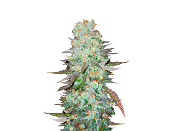 FAST BUDS - G14 AUTO FEM | Disponibile fino ad esaurimento scorte
