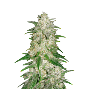 FAST BUDS - GELATO AUTO FEM