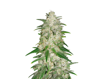 FAST BUDS - GELATO AUTO FEM