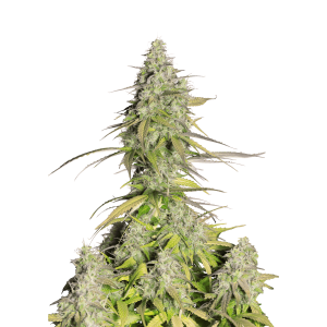 FAST BUDS - GIRL SCOUT COOKIES AUTO FEM | Disponibile fino ad esaurimento scorte