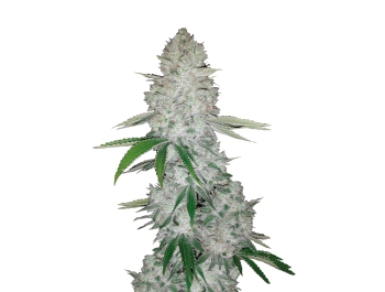 FAST BUDS - GORILLA AUTO FEM (GORILLA GLUE AUTO FEM)