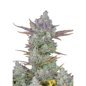 FAST BUDS - GORILLA COOKIES AUTO FEM