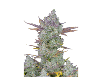 FAST BUDS - GORILLA COOKIES AUTO FEM