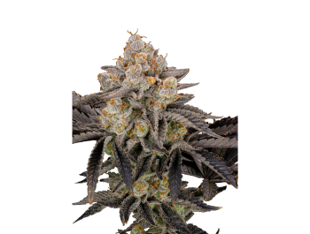 FAST BUDS - GORILLA COOKIES FAST FLOWERING FEM