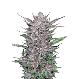 FAST BUDS - GORILLA PUNCH AUTO FEM