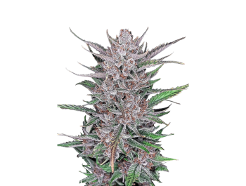 FAST BUDS - GORILLA PUNCH AUTO FEM