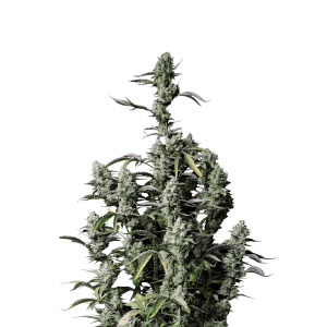 FAST BUDS - GORILLA Z AUTO FEM ( EX GORILLA ZKITTLEZ AUTO FEM)