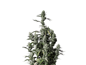 FAST BUDS - GORILLA Z AUTO FEM ( EX GORILLA ZKITTLEZ AUTO FEM)