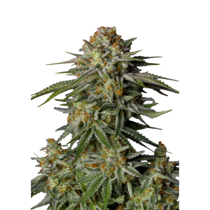 FAST BUDS - GG4 SHERBET FAST FLOWERING FEM